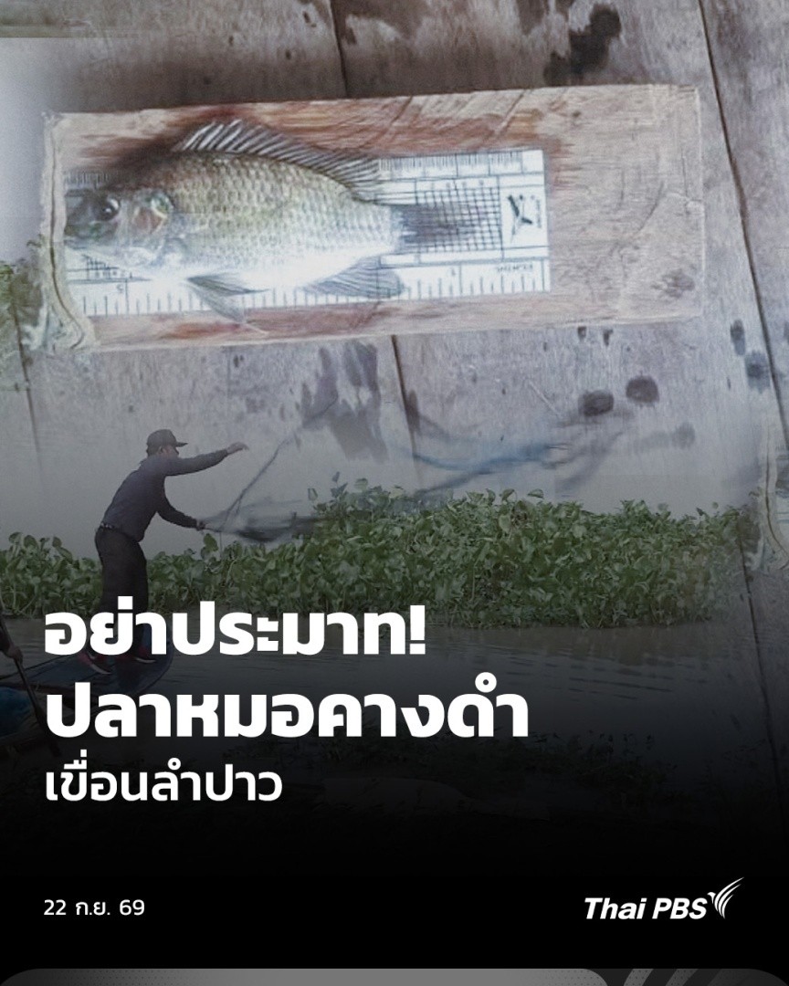แม้ว่าจำนวน #ปลาหมอคางดำ ในเขื่อนลำปาว เทียบกับพื้นที่ถือว่ายังไม่เข้าเกณฑ์การแพร่ระบาด แต่มีการประเมินจากผู้เชี่ยวชาญด้านนิเวศวิทยาสัตว์น้ำ ว่าหากยังไม่มีปฏิบัติการกำจัดเชิงรุก ระบบนิเวศ “เขื่อนลำปาว” จะเริ่มเห็นความเปลี่ยนแปลงอย่างเร็วสุด ไม่น่าจะเกิน 3 ปี #ThaiPBS #ข่าวค่ำ