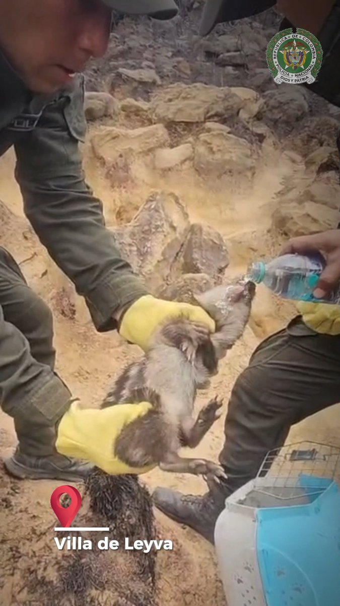 #VillaDeLeyva | En medio de una emergencia, cada vida importa. Ante los incendios forestales, nuestros policías suman esfuerzos para proteger los ecosistemas, la fauna y las comunidades afectadas, actuando con solidaridad y vocación de servicio. Cuidar nuestro entorno también es proteger la vida. #DiosYPatria