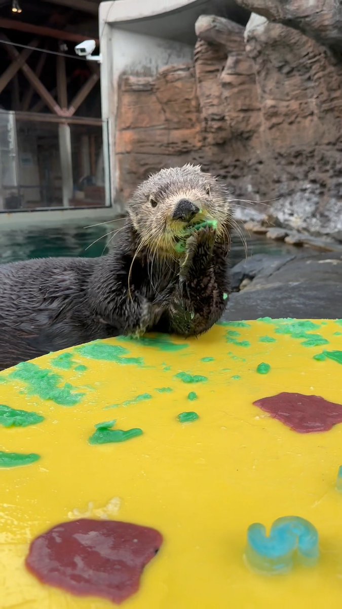 Happy Sea Otter Awareness Week! 🦦🎉 We'll be celebrating the resilience (and cuteness!) of this keystone species all week long. Mishka, Ruby and Sekiu helped us kick off the celebration today by absolutely demolishing a custom ice treat. 🧊 🎥: Animal Care Specialist II Lizzy