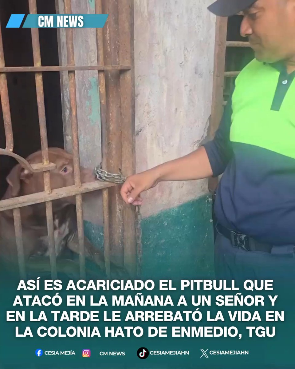 ➪🐕🦴👌 Extendiendo la mano, lamiendo y sin mostrar algún peligro, así es la nueva vida del pitbull que atacó por la mañana a un señor y por la tarde le quitó la vida en la colonia Hato de Enmedio en la capital. #lifestyle #noticias #honduras #cmnews Video cortesía