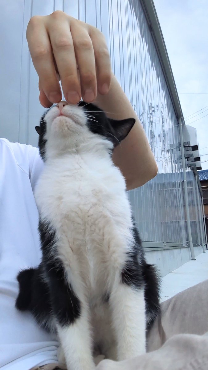 初めて膝の上に乗ってくれた子猫のハッちゃん