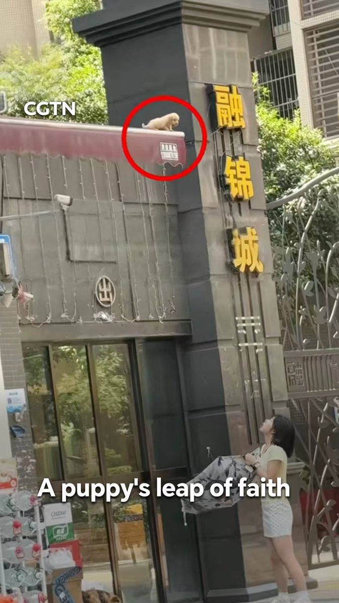 A puppy was stranded high above the ground in Chengdu, southwest China's Sichuan Province. A young woman held an open umbrella beneath it. The puppy took a leap of faith and landed safely in the umbrella. #ChinaSeen #Heartwarming #Kindness