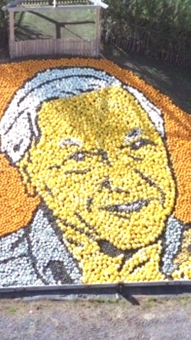 Largest squash mosaic (image) 🎃 218.2 m² (2,349 sq ft), made up of around 11,000 squashes and pumpkins, by Sunnyfields Farm 🇬🇧 The mosaic is a homage to broadcasting legend and conservationist David Attenborough, who turned 100 in May.