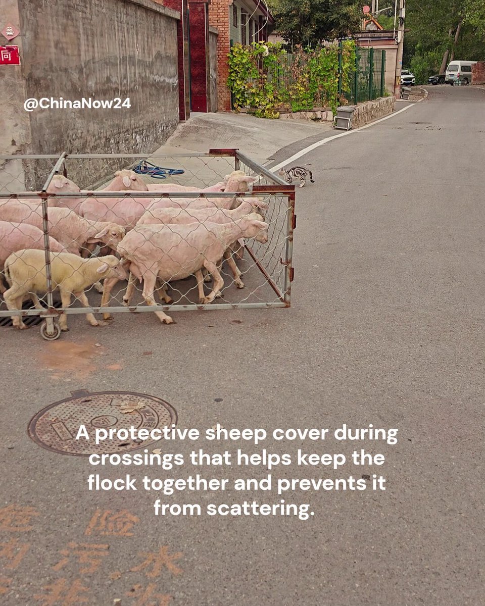Chinese Shepherds Devise a Simple Solution to Prevent Sheep from Scattering While Crossing Roads Shepherds in China have developed a protective cover fitted onto sheep during crossings, a practical idea designed to keep them close together and prevent them from wandering away or becoming separated from the flock. The simple solution reflects the use of low-cost, everyday innovations to make livestock management easier and improve animal safety during movement and road crossings Without harming livestock or vehicles.