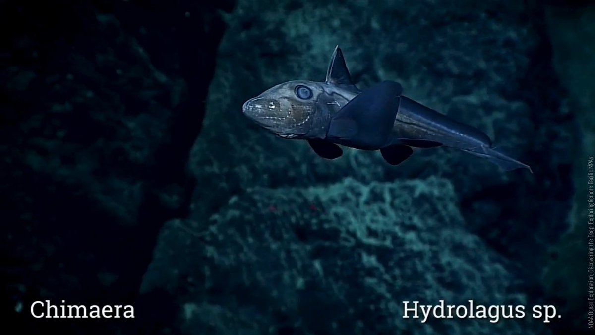 #BREAKING: The Metals Company applied to start the world’s first-ever commercial deep-sea mining operation. The targeted region in the eastern Pacific is home to thousands of species, including some discovered this year. Stop this before it can begin: