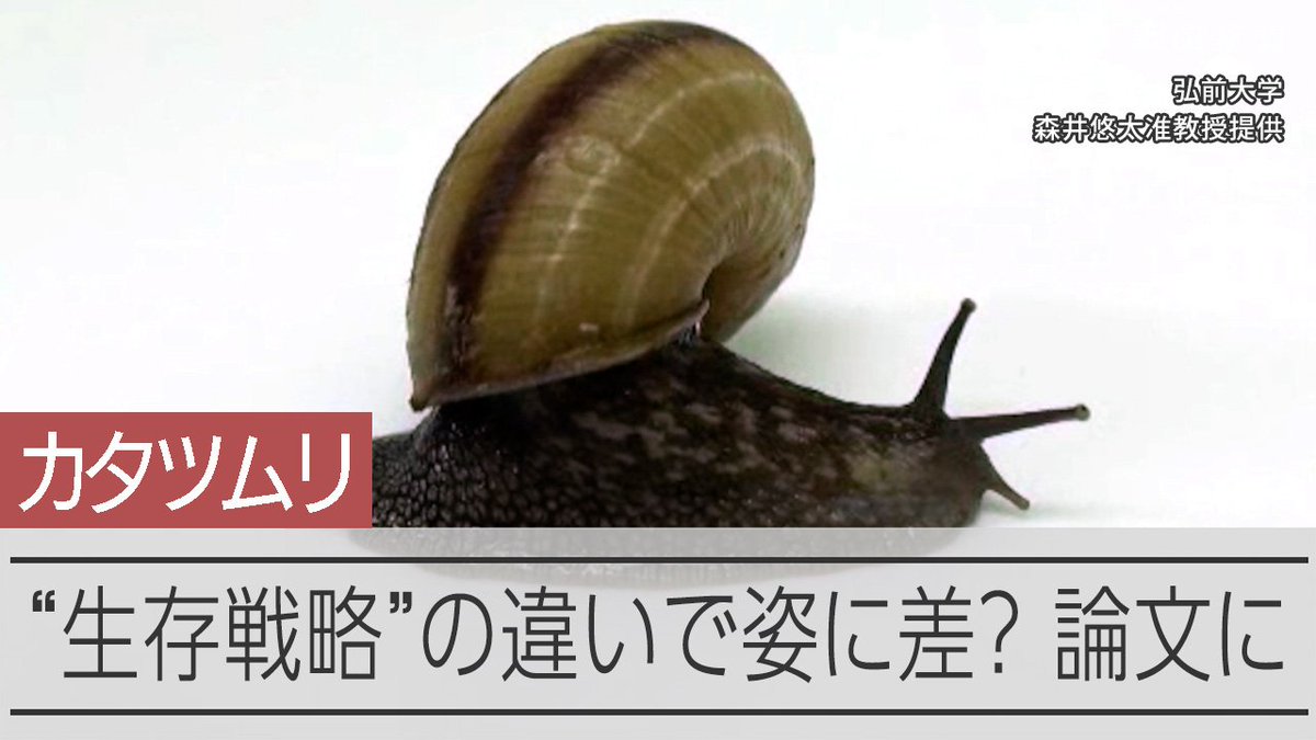 【動画】ほぼ同じカタツムリなのに「籠城型」と「迎撃型」、成長戦略も全く別 生き物の種としてはごく近いのに、同じ天敵への対応の仕方は正反対である2種類のカタツムリが、成長期においても、まったく異なる「戦略」をとっていることがわかりました。