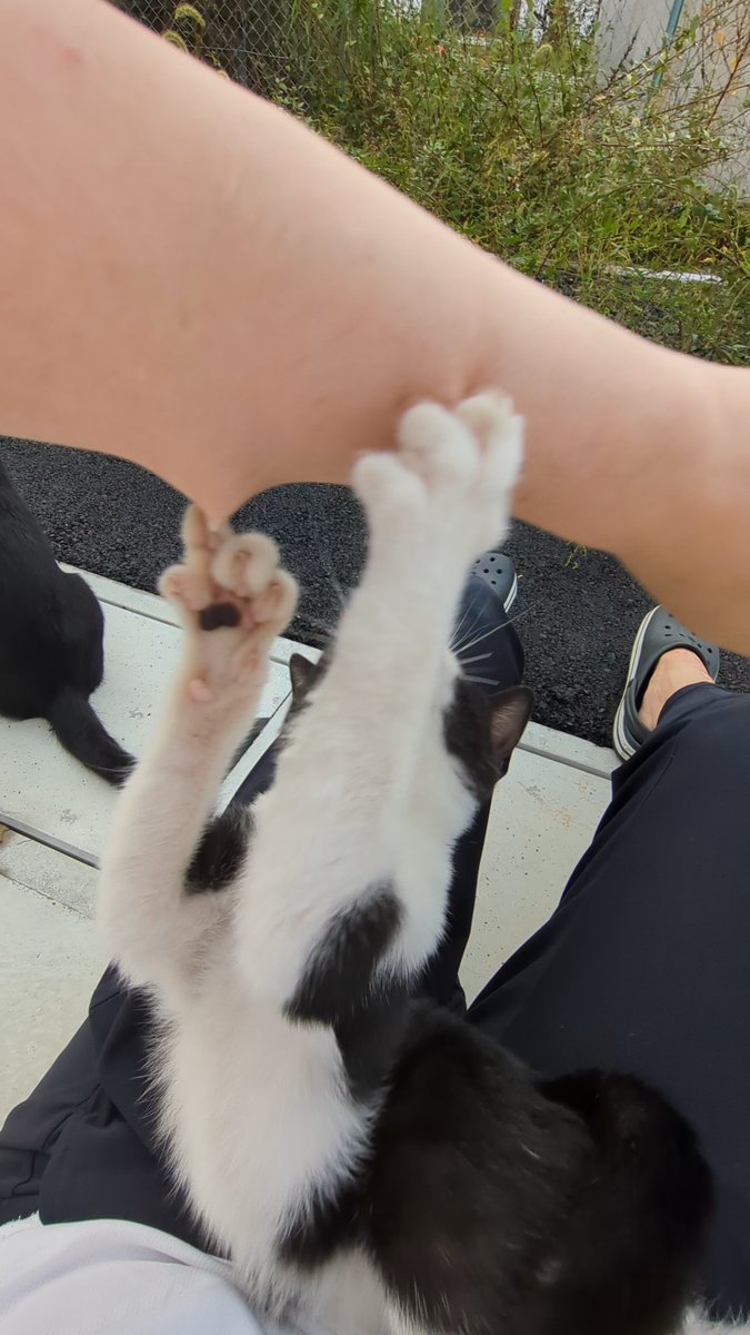 ワイ「ハッちゃん痛い痛い痛い」 🐈‍⬛🐈‍⬛「なんか人間騒いでる」