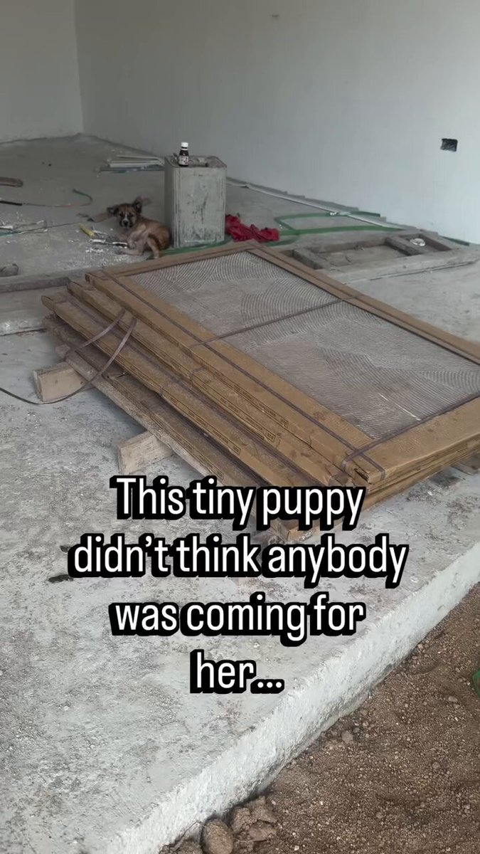 When I found her like this she could no longer move. She had 1000s of fleas on her and her life was about to end. Just look at her now. She has everything a dog could ever want! Beautiful little Skye