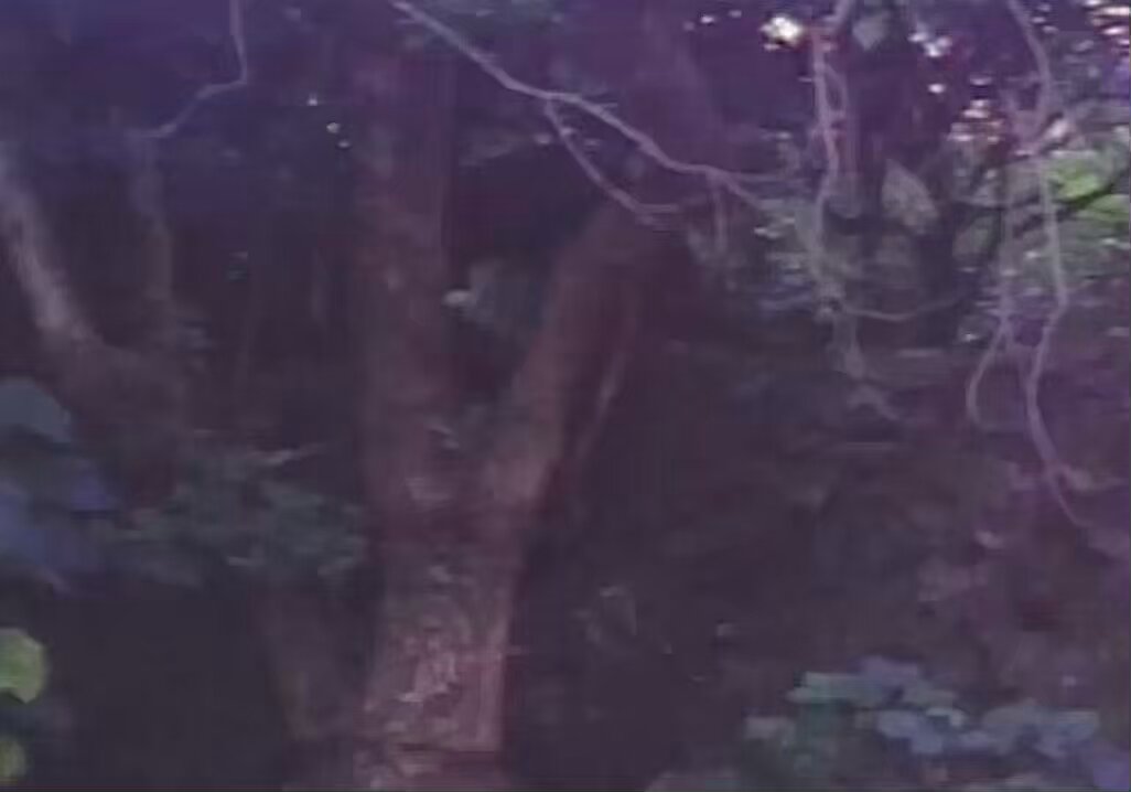 Godfrey Ho Abrupt Ending Fancam 1982-1990 / Hong Kong / Godfrey Ho 😵‍💫sound on😵‍💫