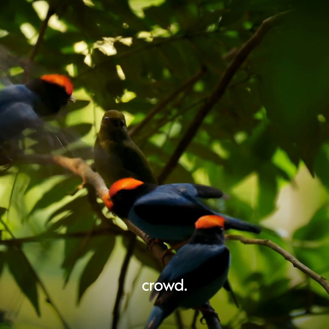 To attract a mate, this blue manakin is going to need all the help he can get 🕺 #PlanetOfTheBirds is now streaming on Disney+.