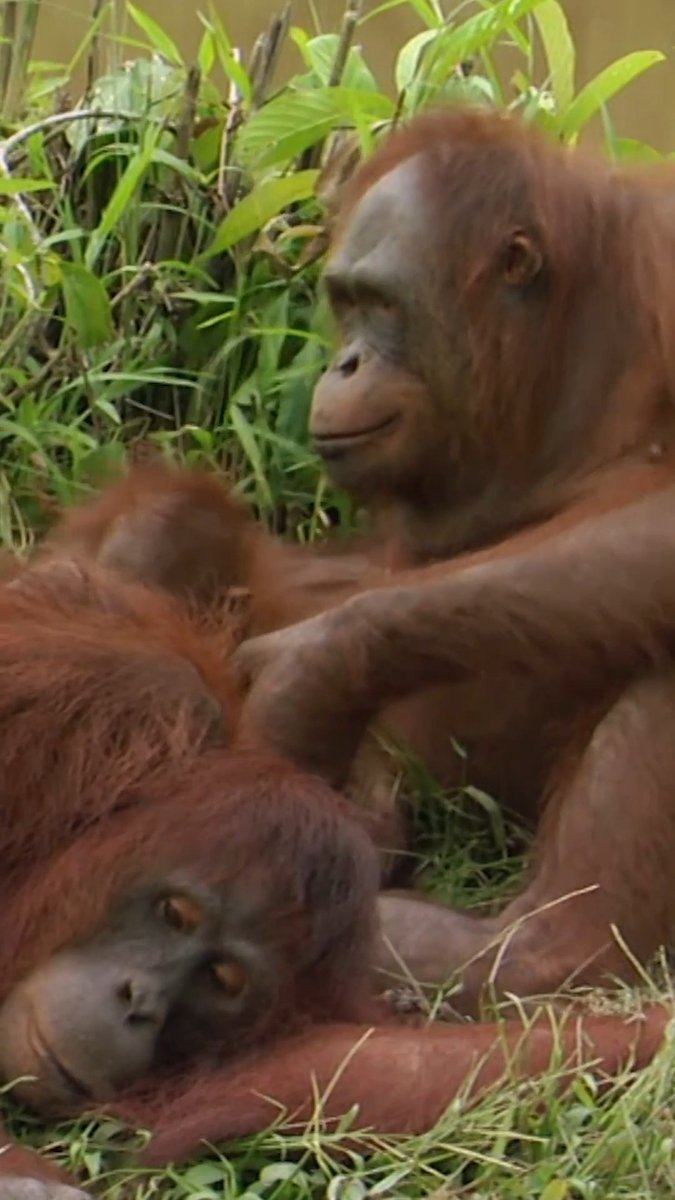 Daisy scraps with baby orangutan Hardi 🥹 #OrangutanIsland #orangutan #orangutans