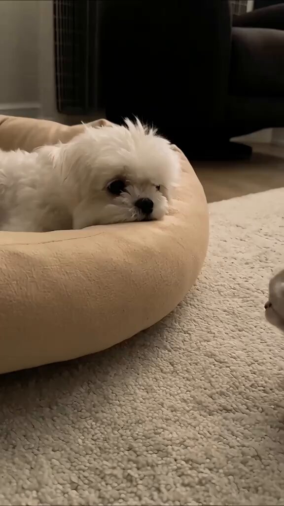 Awww how sweet is this! 😻🐶