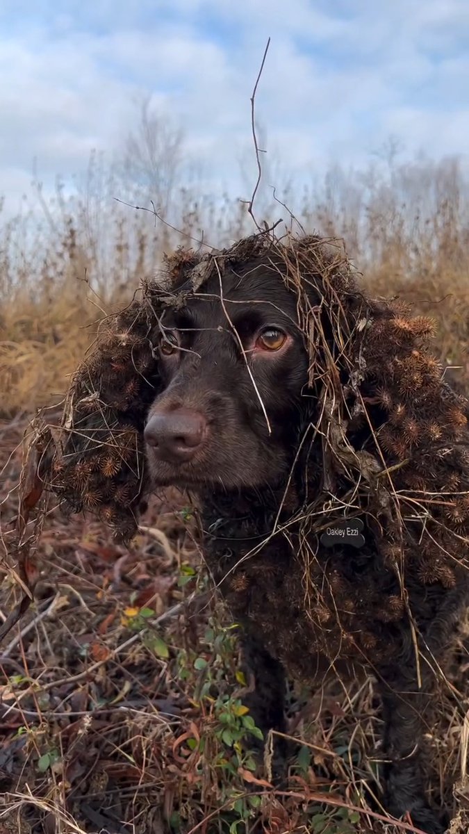 Anyone got a comb? 👀😂👀 📸@todd_ezzi and @rixey_outdoors #FindYourAdventure #outdoors #hunting #waterfowl #dog