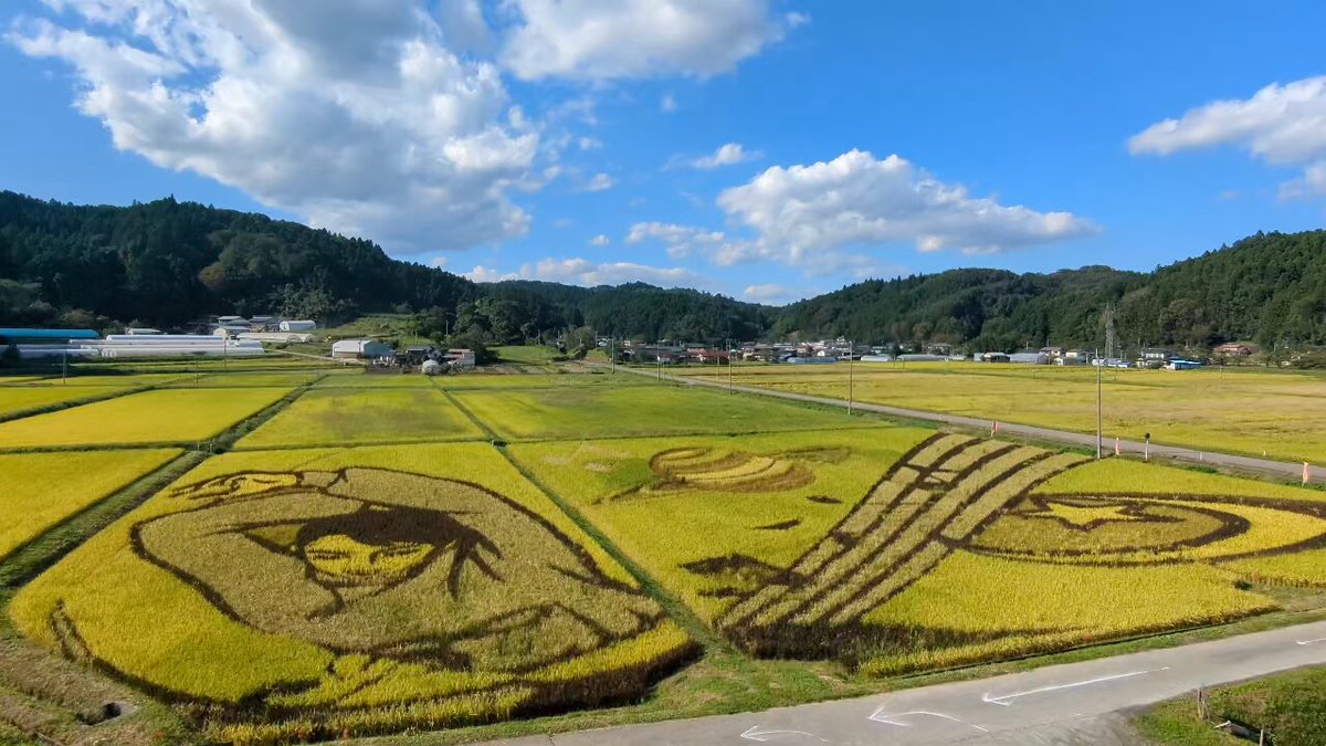 #西根田んぼアート2026 #羽生くん田んぼアート2026 9月24日(木)🌾🌾🌾 昨日の風景です！ 付近の田んぼではやっと稲刈りが始まりましたよ。櫓のしたから小さく聞こえるお客さん同士の話し声もほっこりなので そのままお届けします😊