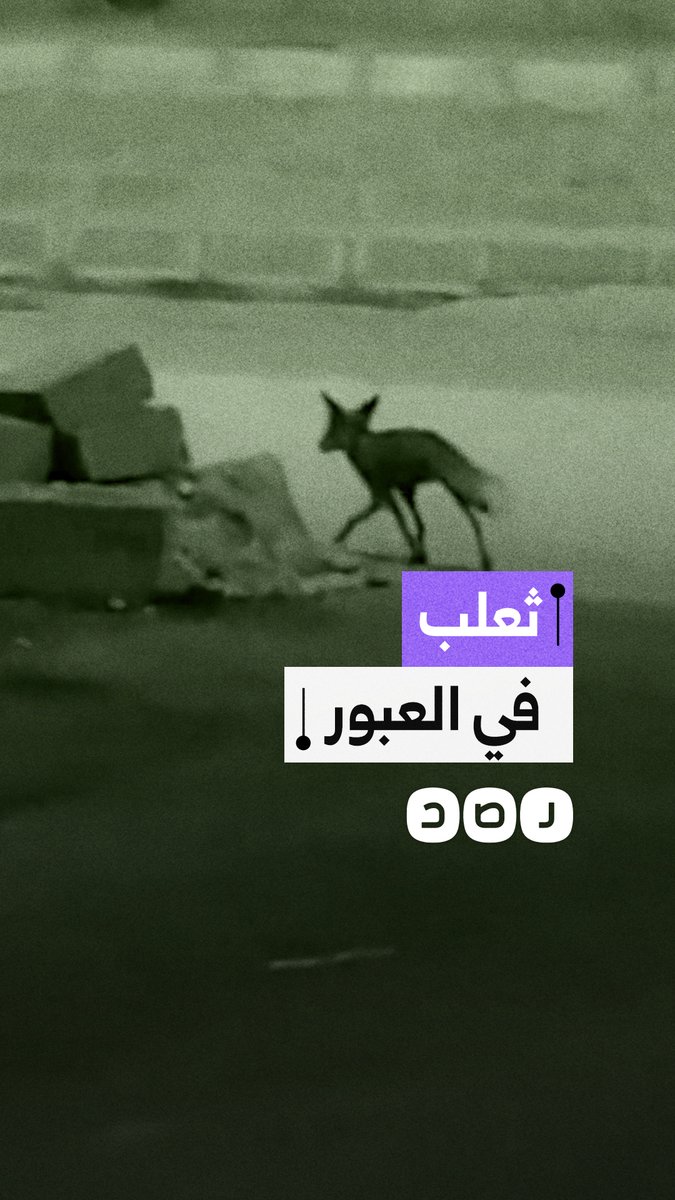 مشاهد متداولة لـ ظهور ثعلب في أحد المجمعات السكنية بمدينة العبور