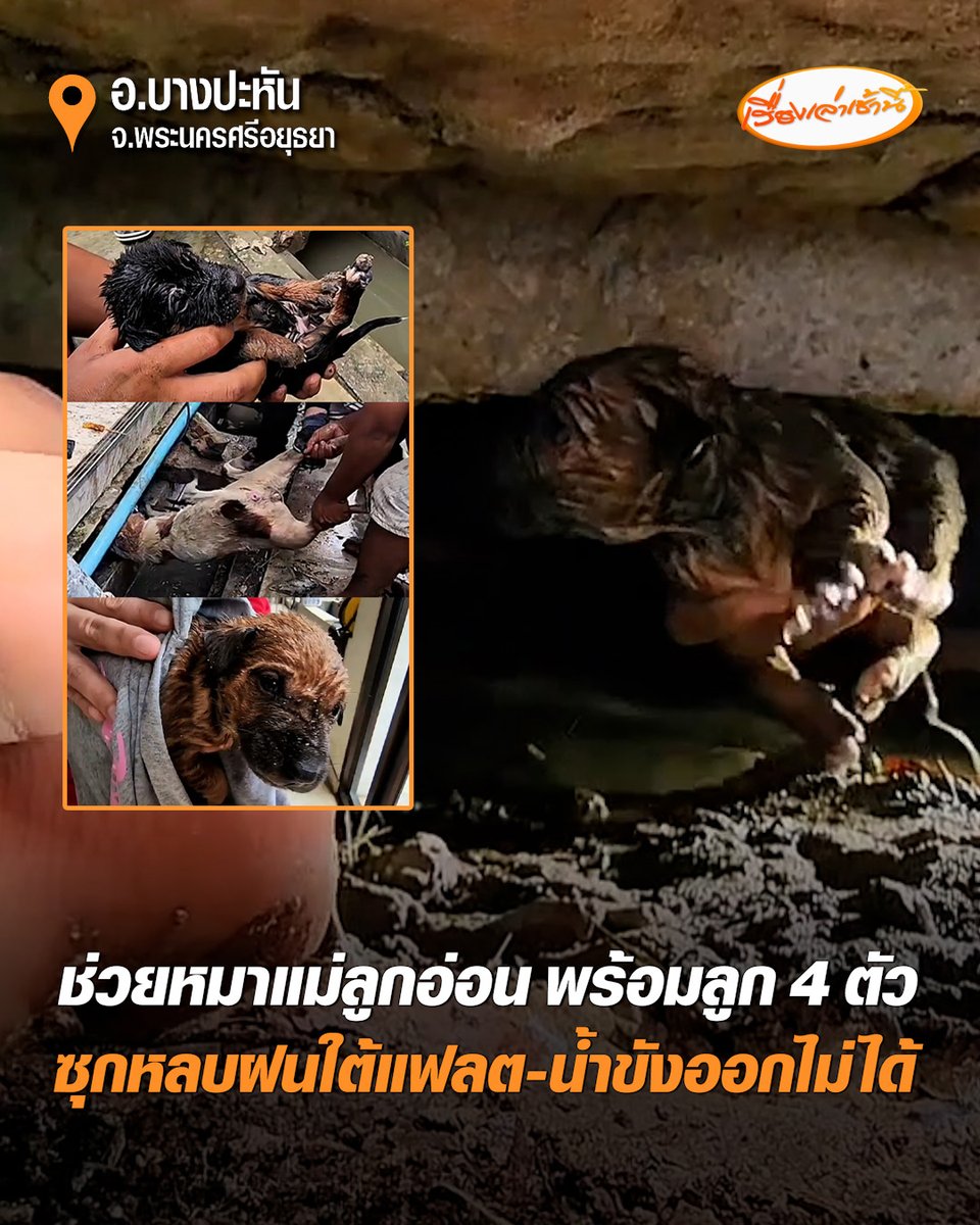 เปิดนาทีช่วยชีวิต สุนัขแม่ลูกอ่อน พาลูกน้อย 4 ตัว อายุไม่ถึงเดือน ซุกหลบฝนใต้แฟลต รพ.บางปะหัน แต่ฝนตกหนักทำน้ำขังออกไม่ได้ โชคดีชาวบ้านได้ยินเสียงร้อง แจ้งกู้ภัยช่วยรอดตายหวุดหวิด #เรื่องเล่าเช้านี้ #ครอบครัวข่าว3 #ข่าวภูมิภาค #อยุธยา #ช่วยระทึก #หมาแม่ลูกอ่อน
