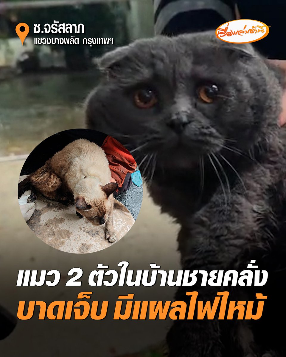 สงสารน้องแมว! วิ่งออกจากบ้าน หลัง "ชายคลั่ง" เผาบ้านตัวเองวอด 1 ตัวบาดเจ็บถูกไฟไหม้ กู้ภัยเร่งช่วยปฐมพยาบาล ส่วนอีกตัวพบอยู่ในบ้าน นอนข้างร่างของผู้ก่อเหตุ จนท.นำทั้ง 2 ส่งรักษาตัวต่อไป #เรื่องเล่าเช้านี้ #ครอบครัวข่าว3 #ข่าวอาชญากรรม #บางพลัด #แมว #ชายคลั่งเผาบ้าน