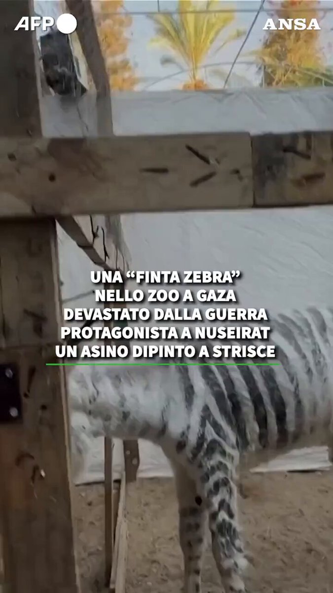 A Gaza una finta zebra nello zoo devastato dalla guerra. Il protagonista a Nuseirat è un asino dipinto a strisce #ANSA