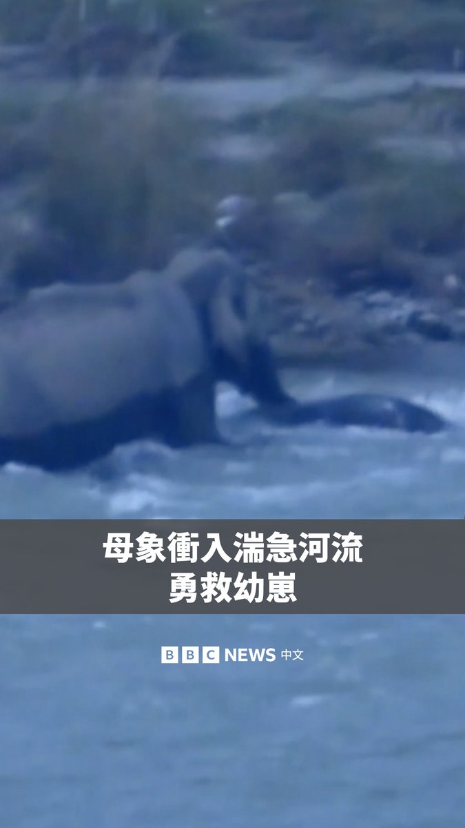 在印度北部北阿坎德邦,一头母象被拍到在科西河中营救自己的幼崽。小象被湍急的水流冲走后,在水流迅猛的河中苦苦挣扎。 这头小象据信大约只有一个月大,母象随即冲入河中,将它引导并安全带回河岸。