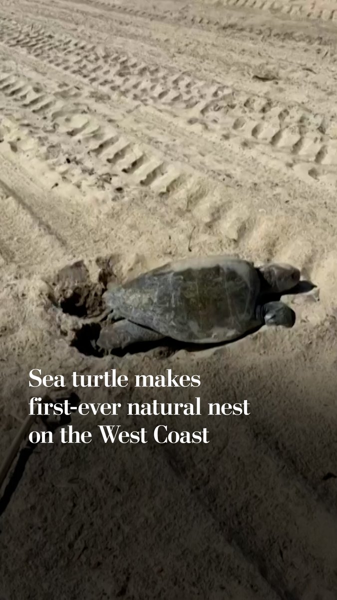 A sea turtle has made its nest on the West Coast for the first time on record, laying eggs on a Southern California beach. The turtles are usually found in tropical waters, but a warming ocean by California has led to more unusual animal sightings.