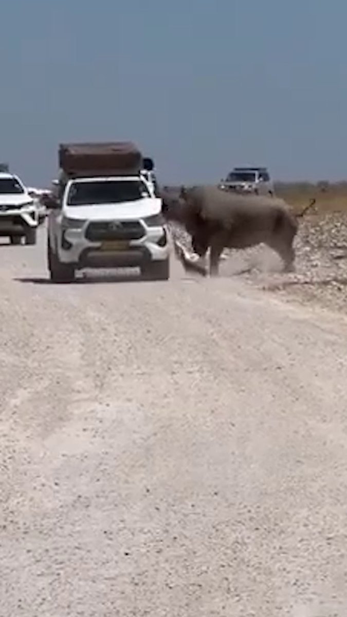 An irritated rhino tore into a safari car in Namibia during a jaw-dropping incident caught on video. The animal did serious damage to the vehicle, but the occupants escaped without being harmed.