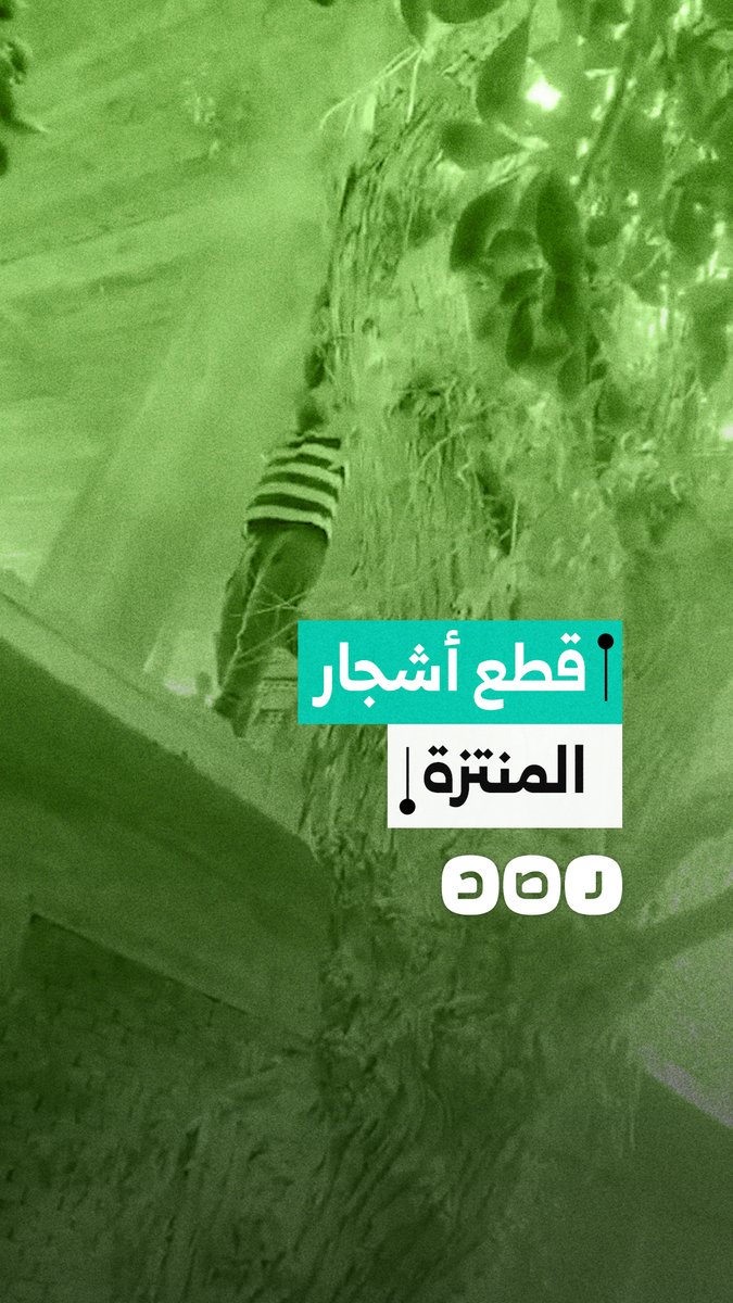 "أشجار عمرها 74 سنة".. أهالي أبو قير يستغيثون لوقف قطع الأشجار بـ المنتزه