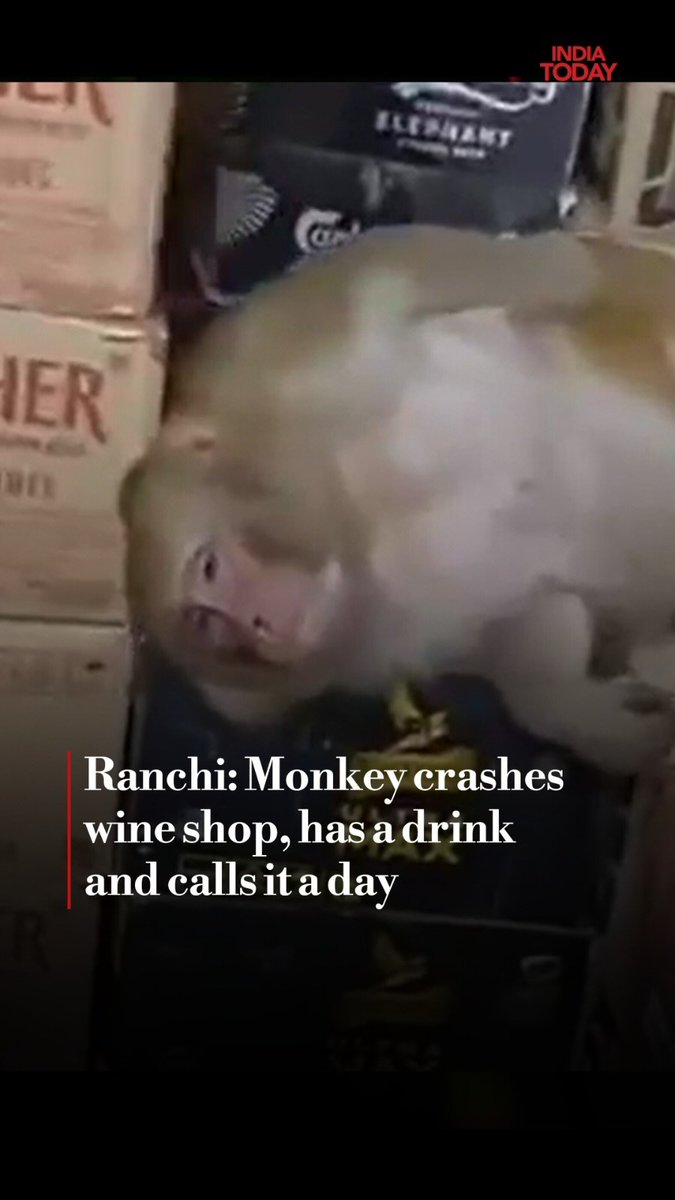 An unusual incident unfolded at a wine shop in Ranchi’s Ormanjhi after a monkey entered the premises and allegedly drank alcohol from a bottle. The monkey then fell asleep inside the shop, prompting a rescue team to arrive and safely remove it. #Ranchi #MonkeyRescue #Jharkhand #IndiaTodaySocial