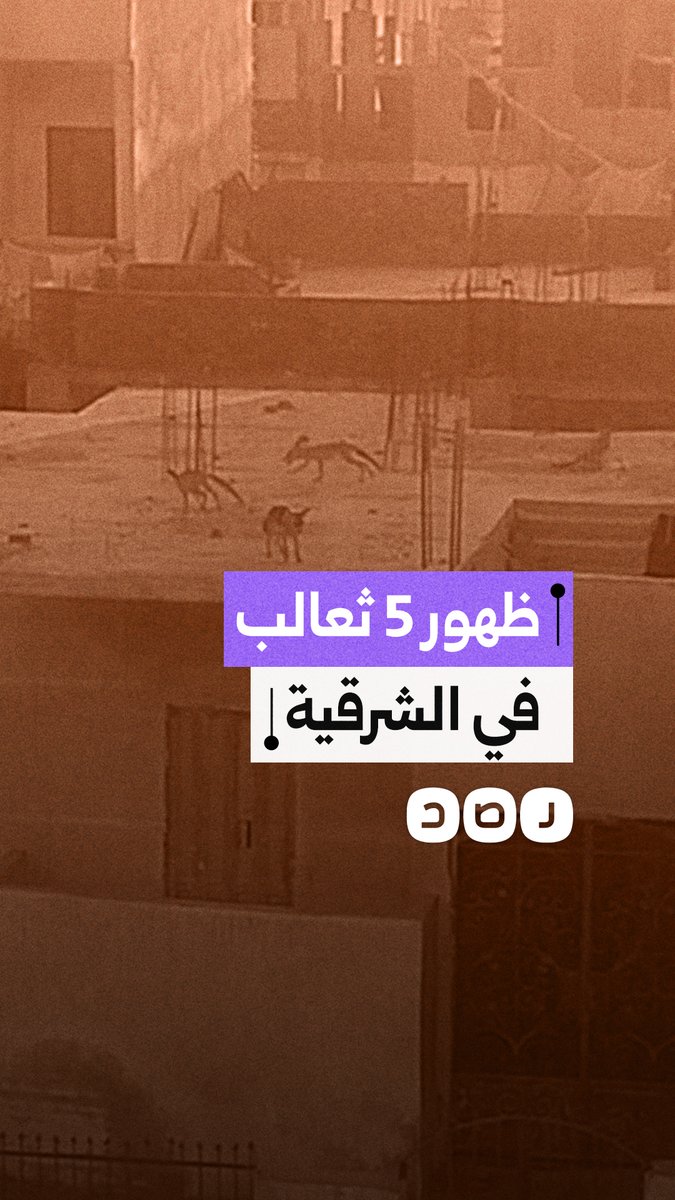 مواطن يوثق ظهور 5 ثعالب في أحد شوارع الحي 12 بمدينة العاشر من رمضان