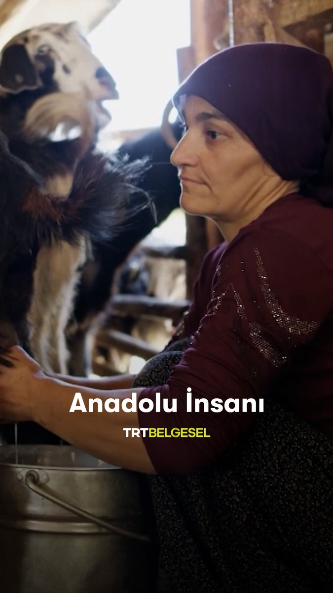 Yaylanın en değerli ürünlerinden Helete peyniri, keçilerin sütünden zahmetli bir emeğin ardından sofralara ulaşıyor. “Anadolu İnsanı”, 21.40'ta TRT Belgesel'de.