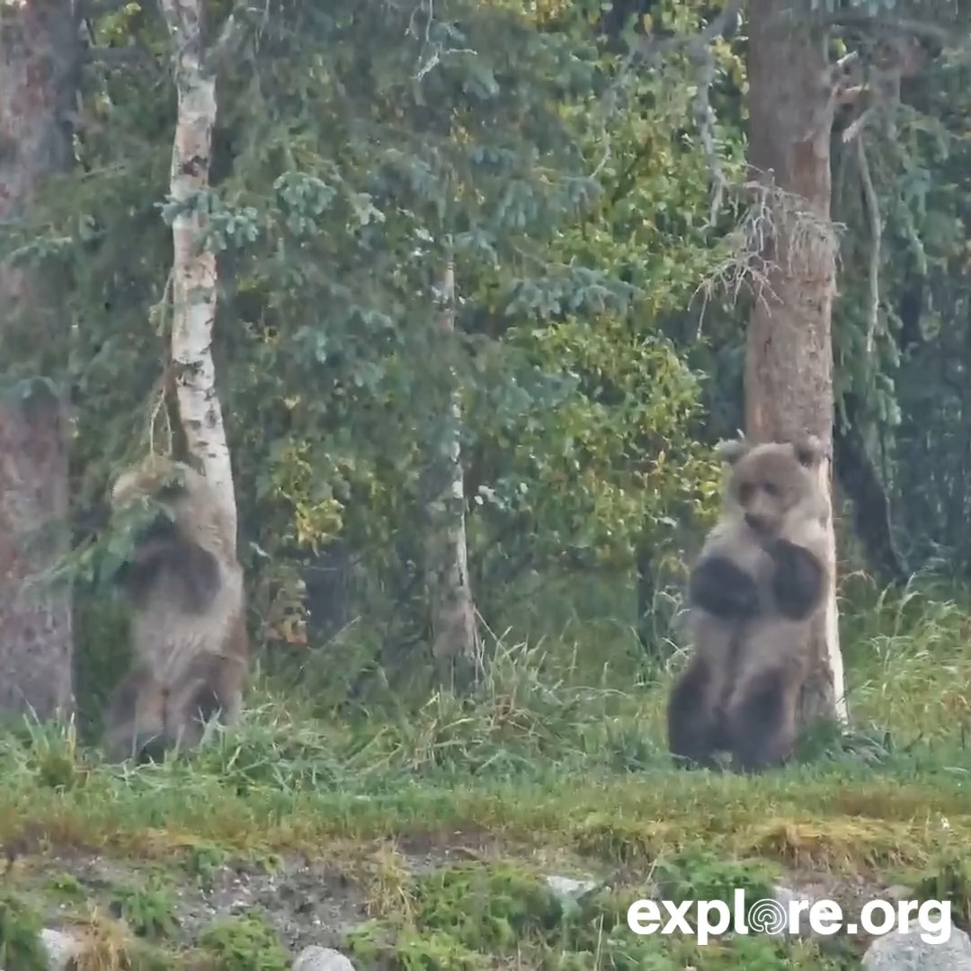 Jolly's cubs didn't get invited to the Fat Bear Week party so they've started their own 🐻 🐻