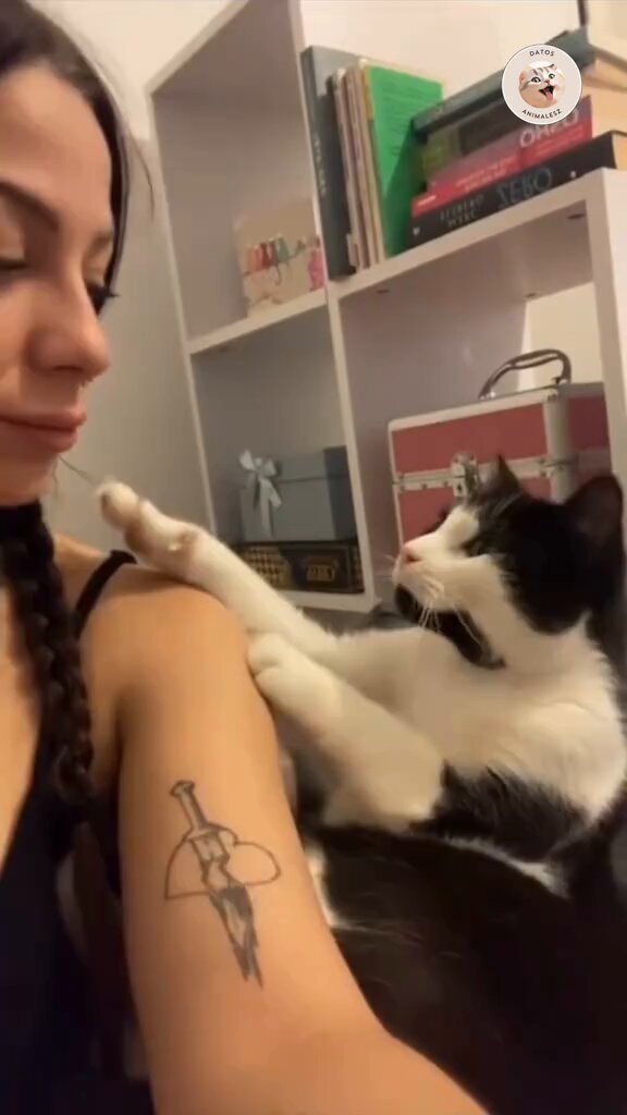 Gestos con los que un gato demuestra afecto