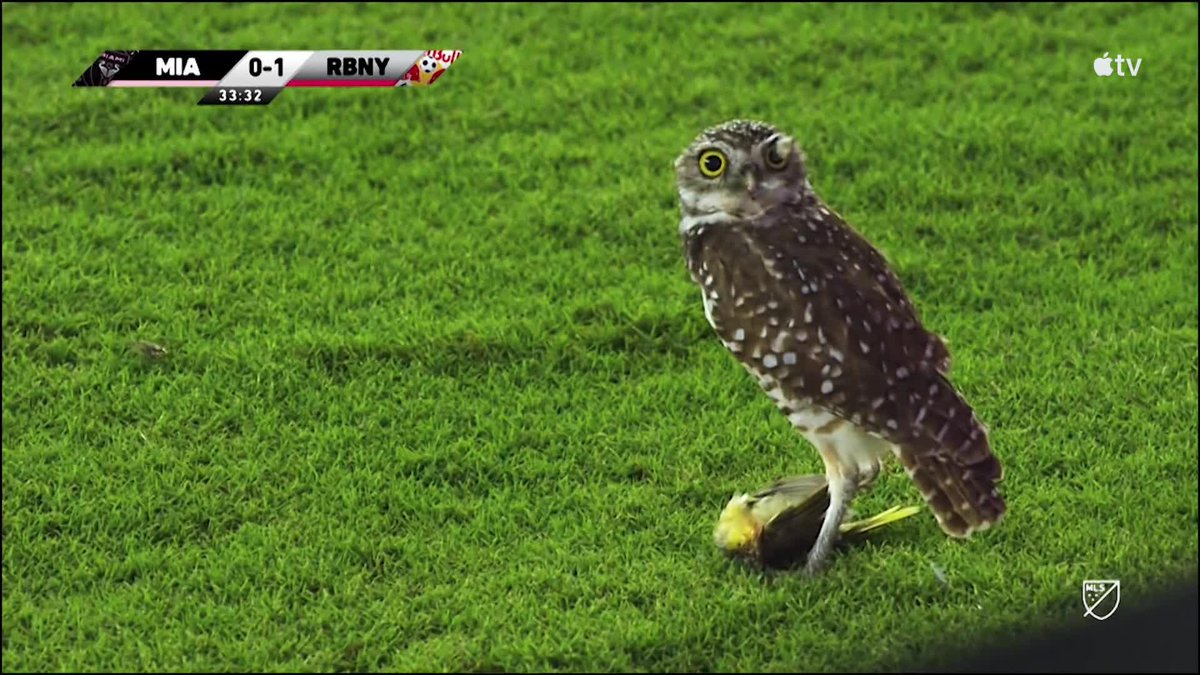 Bunny, squirrel, owl, duck and raccoon. The most wholesome pitch invaders ever. 🥺