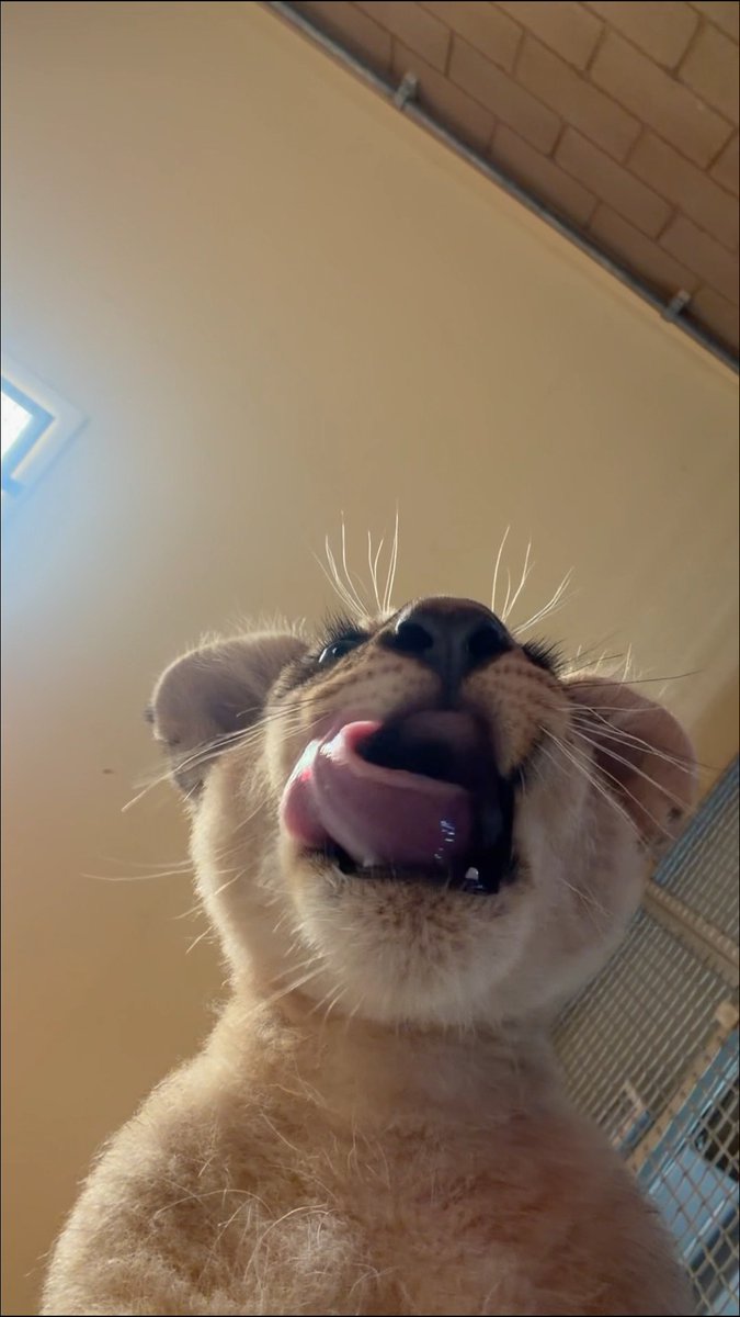 Hi! 🦁 a little lion snoot is here to drop on your screen 🥰 #snootember 📸: ZCS Hannah