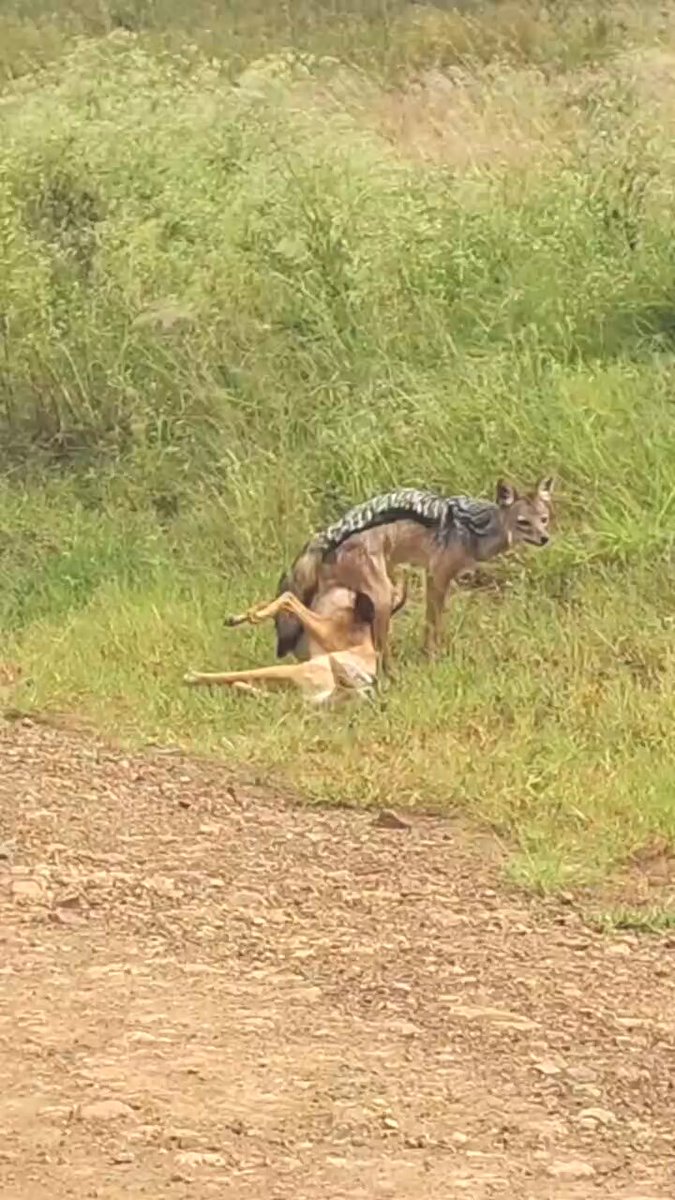 Even in the wild, privacy is hard to find. 😂 Can these two get a moment?