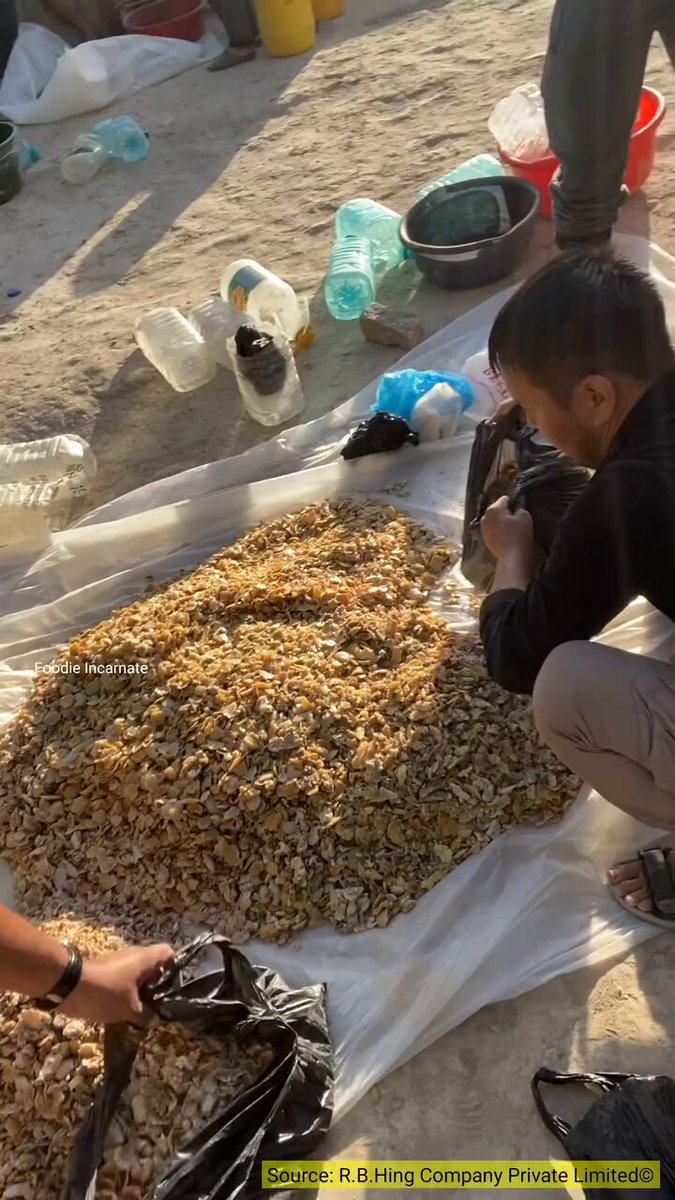 Making of ₹30,000/- Kg Hing (Asaphoetida)😱😱 देखिए हींग कैसे बनता है😳😳