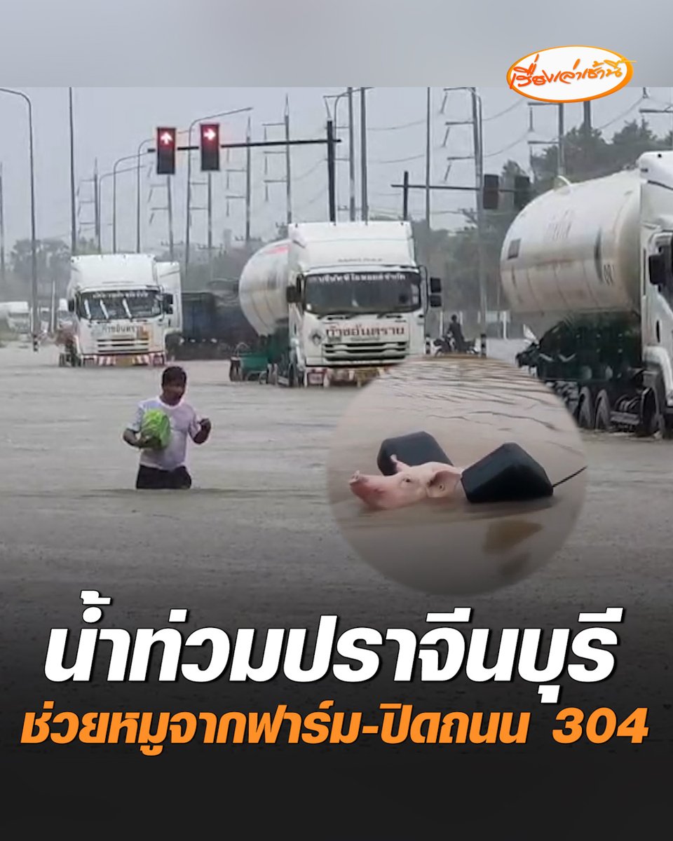 ฟาร์มหมูถูกน้ำท่วม ติดค้างประมาณ 100 ตัว เจ้าของร้องขอเจ้าหน้าที่ช่วยย้ายออกจากฟาร์ม ขณะที่ถนน 304 บริเวณบ้านนางเลง อ.กบินทร์บุรี จ.ปราจีนบุรี น้ำท่วมสูง 80 ซม. ต้องปิดการจาจร #เรื่องเล่าเช้านี้ #ครอบครัวข่าว3 #ข่าวภูมิภาค #ปราจีนบุรี #น้ำท่วม