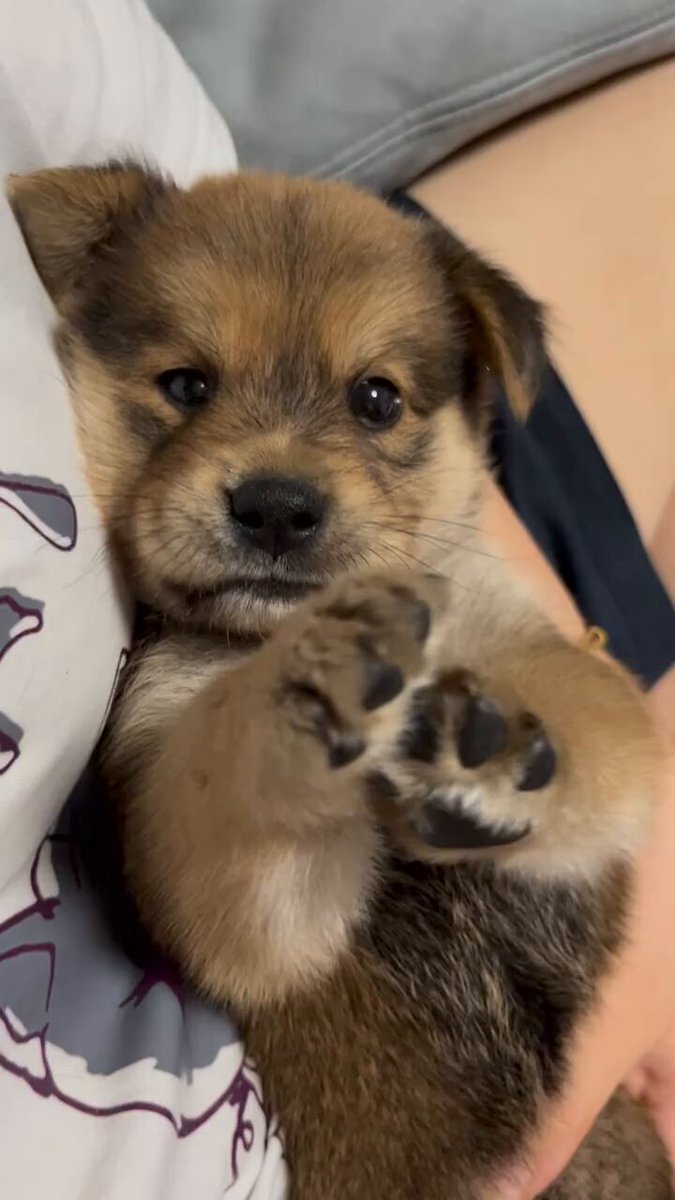 offered a tiny paw repeatedly hoping it would trade for a treat 🐾