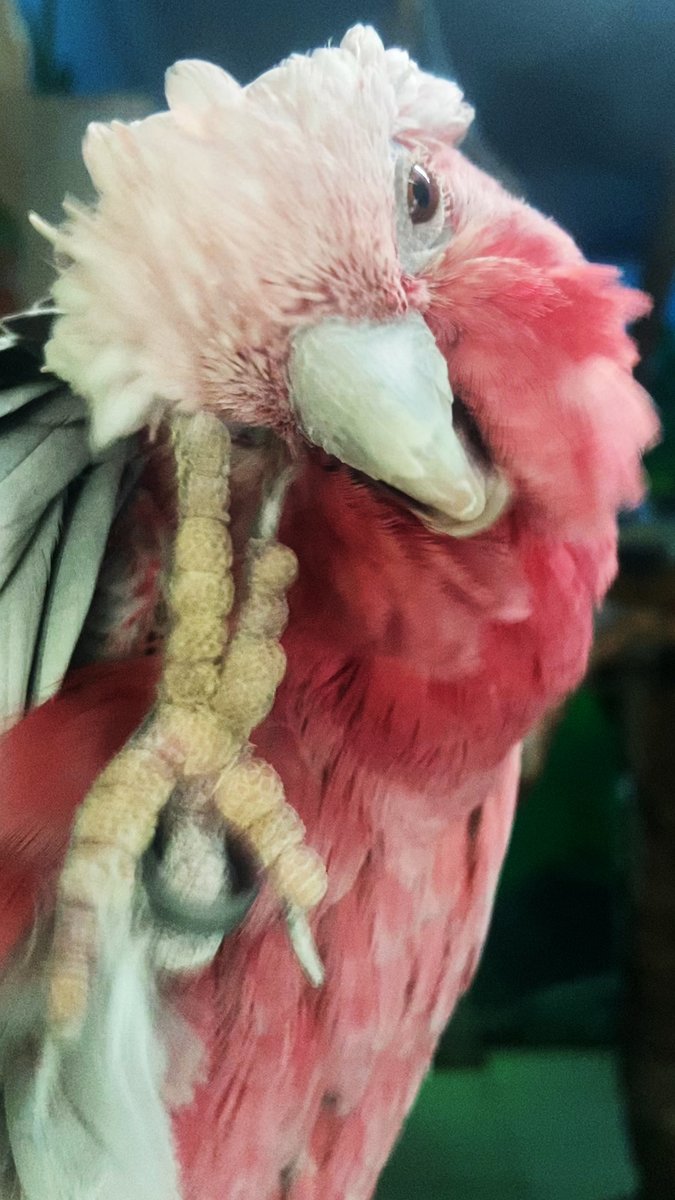 Meet the adorable animals at Tangshan Zoo! With a wide variety of animals and lush greenery, Tangshan Zoo in Hebei Province is a popular destination for family outings.