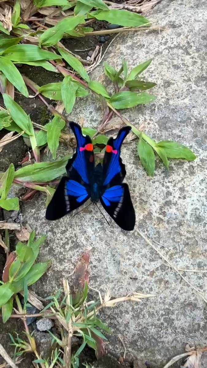 A beautiful Blue Doctor Butterfly from the Amazon rainforest! 🥰🦋