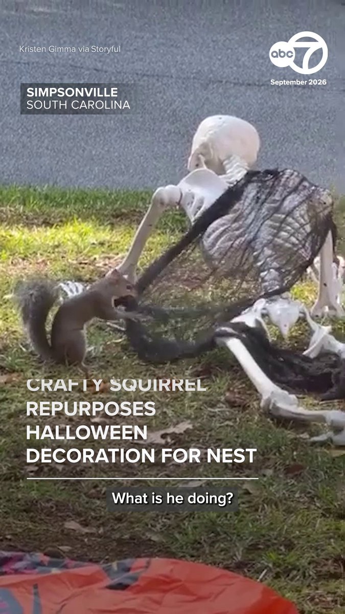 A clever squirrel was spotted repurposing a net from a Halloween decoration, dragging it up a tree to its nest.