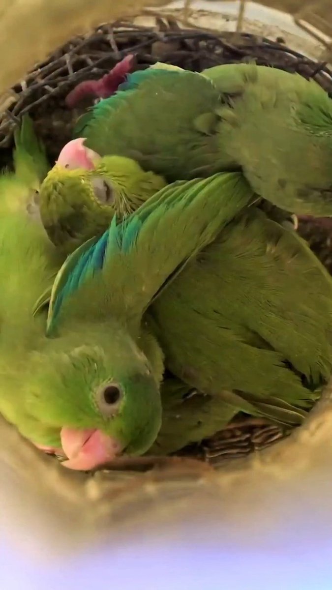 Babies don’t babble to sound cute—they’re taking their first steps on the path to learning language. A 2022 study shows parrot chicks do the same. Although the behavior has been seen in songbirds and two mammalian species, finding it in these birds is important, experts say, as they may provide the best nonhuman model for studying how we begin to learn language. Learn more: #ScienceMagArchives
