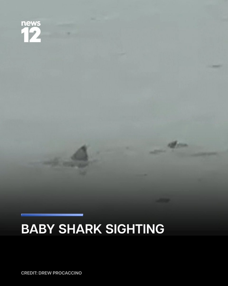 SHARK IN THE STREET: A small shark was spotted swimming in floodwater along a street in Surf City. #News12 #NewJersey #SharkSighting #SurfCity #Floodwater