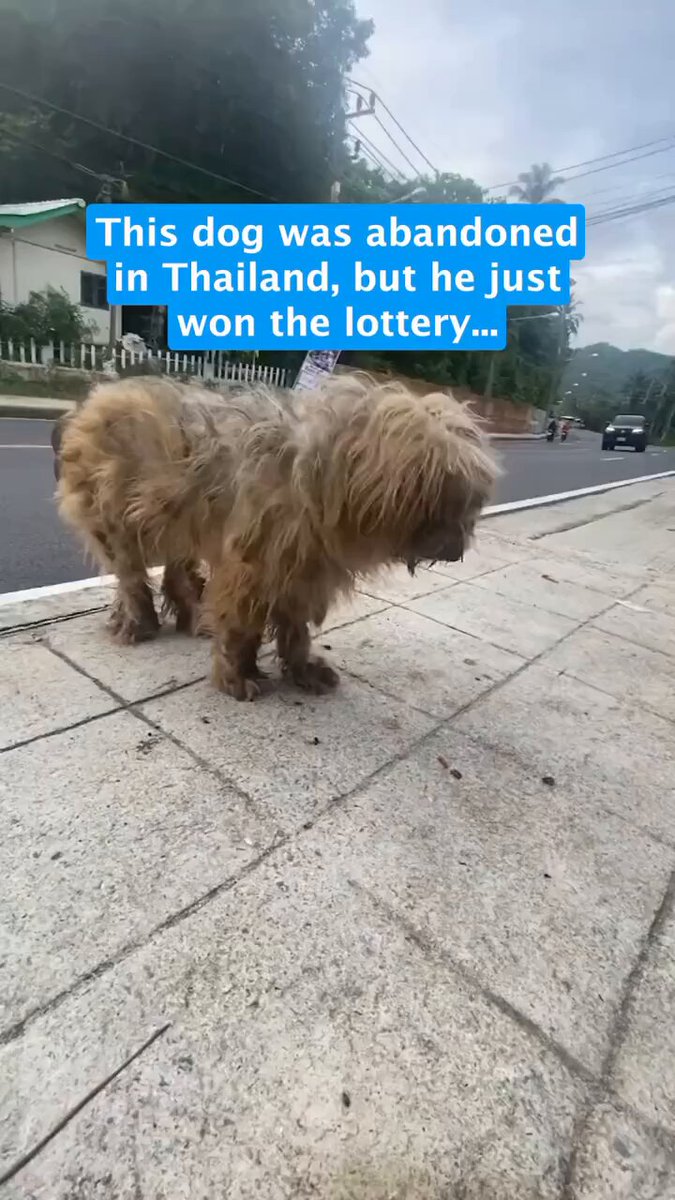 The amazing story of Brad Pitt the Thai street dog who was in a bad state but look at him now!