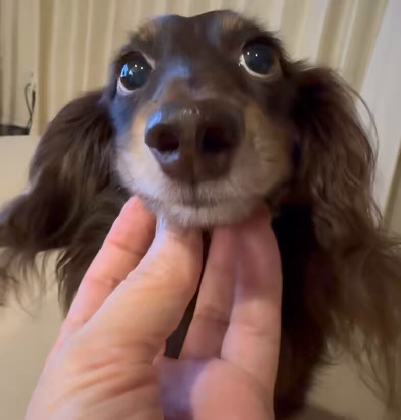 気持ちいい場所からズレた途端に 「ちがうぅぅ」って訂正する犬