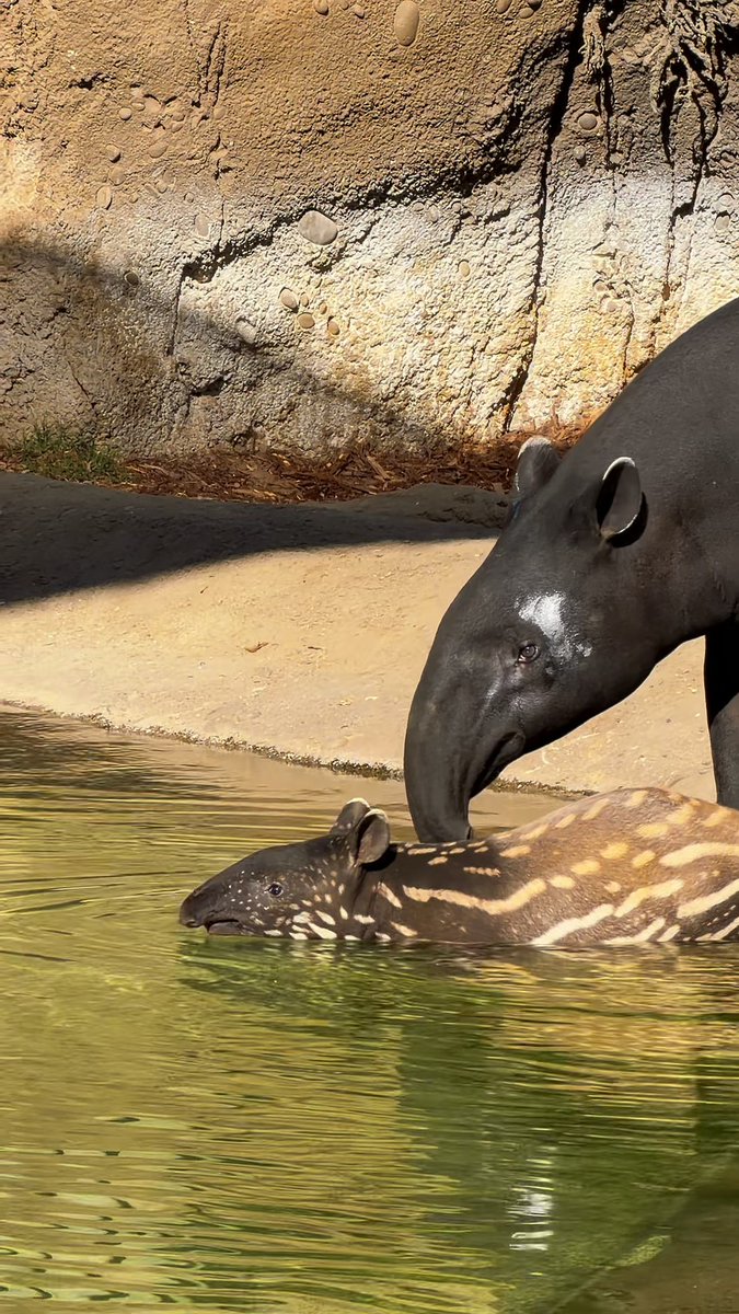 Baby Winston has been doing swimming lessons with his mom, Ulan. She's a great teacher and Winston has proven to be a great swimmer 🥰