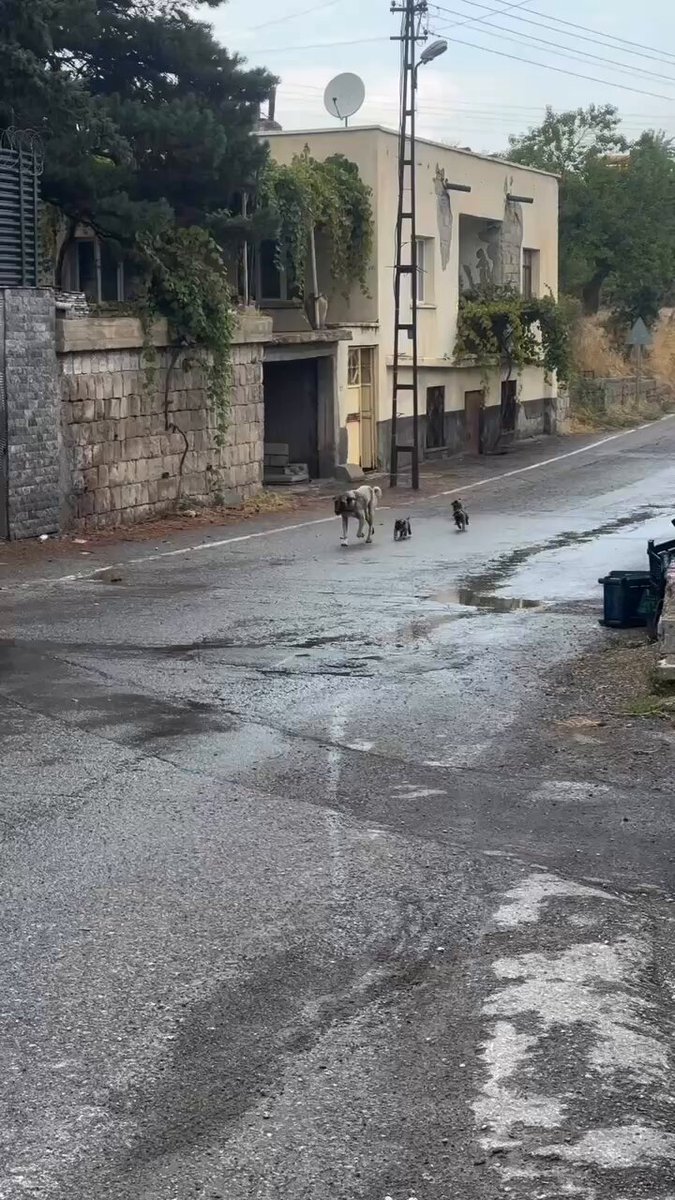 Çocuklarını peşine takıp mama istemeye geliyorlar 😻❤️🥰 Ne kadar güzel bir aile 🧿