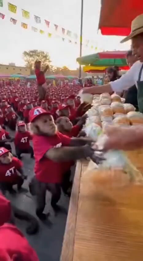 Cómo siempre después del acarreo tortas con salmónela, frutsis y 50 pesitos 🤣