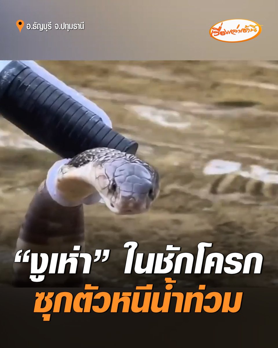 ผงะ! หนุ่มเปิดชักโครกเจอ "งูเห่าตัวใหญ่" ซุกตัวหนีน้ำท่วม โทรแจ้งหน่วยงานเงียบกริบ โชคดีได้วินจยย.ช่วยจับออกไป #เรื่องเล่าเช้านี้ #ครอบครัวข่าว3 #งูเห่า #น้ำท่วม #ปทุมธานี