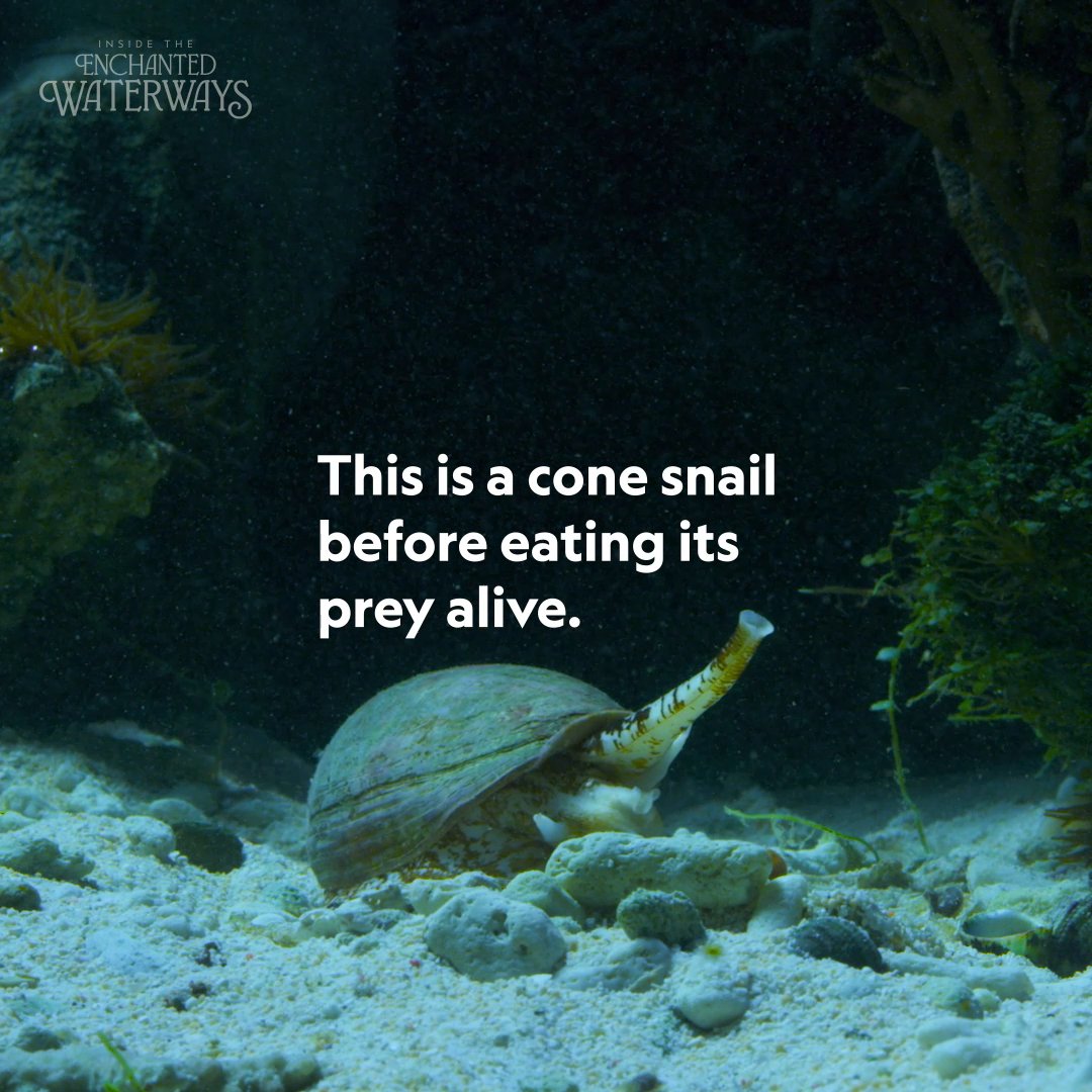 Don't underestimate the slow guy 🐌 The cone snail tracks prey by scent, releasing a venomous chemical into the current to reach its target. By the time the fish realizes what's happening, it's too late. #InsideTheEnchantedWaterways is now streaming on Disney+ and Hulu.