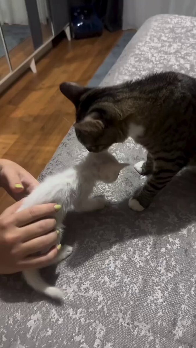 Piccola, sola e spaventata, questa cucciola è stata abbandonata e poi tratta in salvo da questa famiglia. Guardate la reazione della gatta di casa appena l'ha vista... 🥹 Gli animali ci insegnano la compassione che molti umani hanno dimenticato. 💔